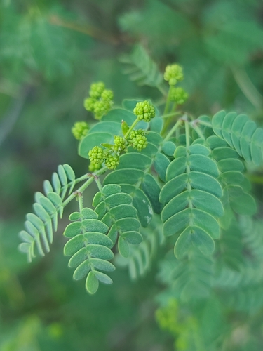 Image of Zapoteca formosa by no rights reserved