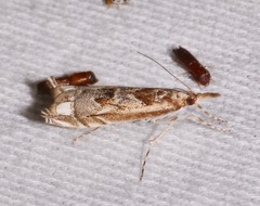Prionapteryx achatina