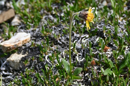 Arnica griscomii, photograph 6