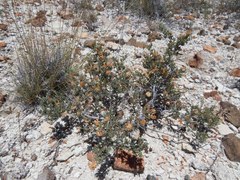 Eriogonum ripleyi