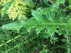Cirsium andrewsii