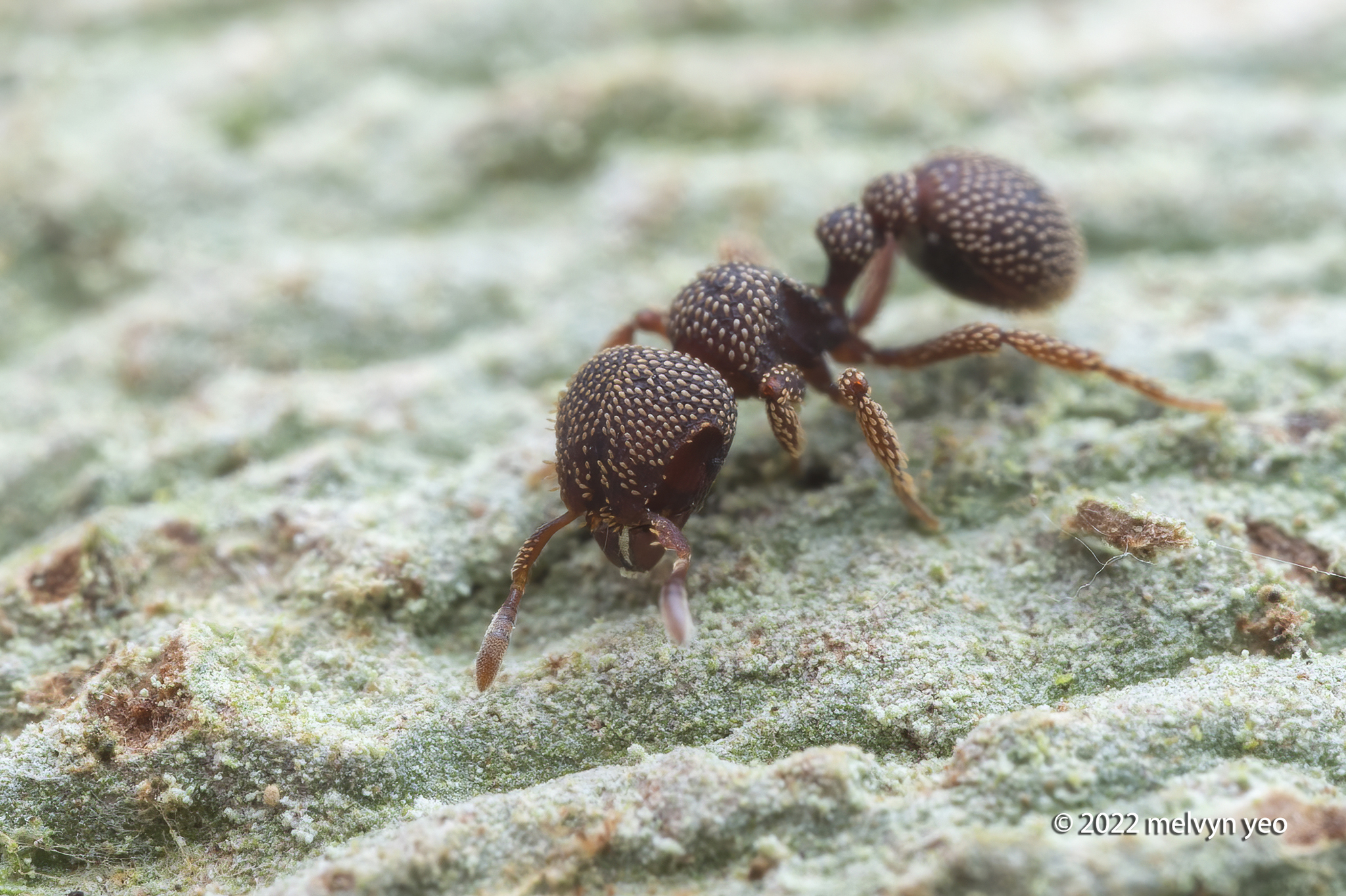 Calyptomyrmex beccarii