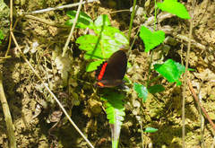 Biblis