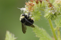 Bombus caliginosus