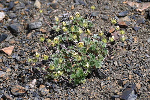 High Arctic Cinquefoil (Potentilla subvahliana)
