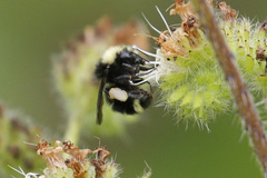 Bombus caliginosus