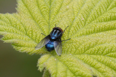 Compsomyiops callipes