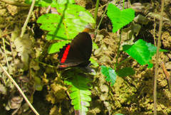 Biblis