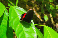 Biblis
