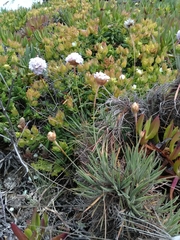 Armeria welwitschii