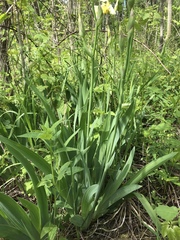Iris × germanica