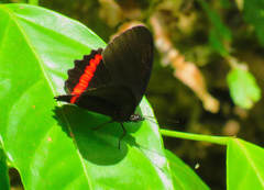 Biblis