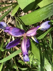 Iris graminea