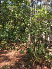 Quercus chapmanii image