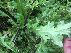 Cirsium andrewsii