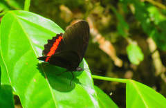 Biblis