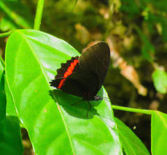 Biblis