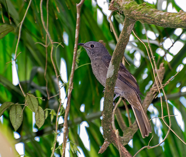 Cinnamon-vented Piha (Lipaugus lanioides) photo