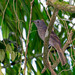 Cinnamon-vented Piha - Photo (c) Dario Sanches, some rights reserved (CC BY-SA)