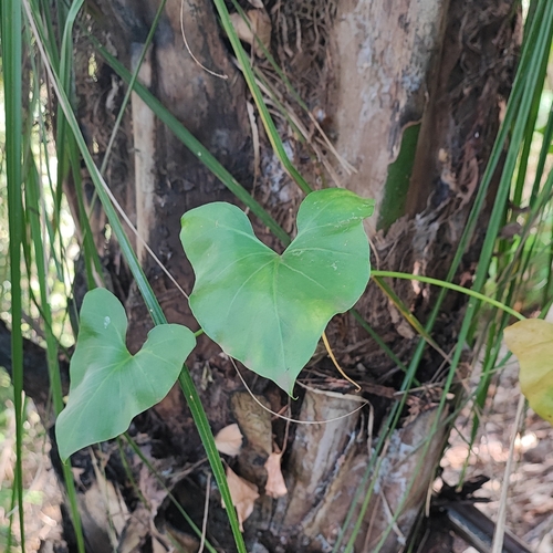Thaumatophyllum tweedieanum, 2024-07-16