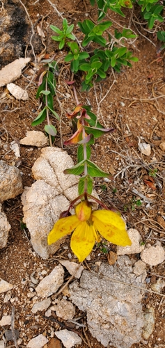 Image of Hypericum richeri by (c) Katie Pearson, some rights reserved (CC BY)