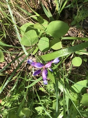 Iris graminea