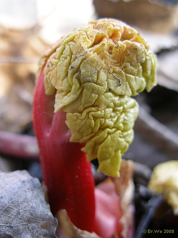 Rhubarb