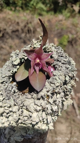 Epidendrum deltoglossum Garay & Dunst.