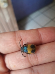 Monocesta ducalis