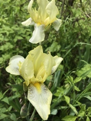 Iris × germanica