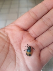 Monocesta ducalis