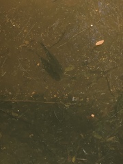Ameiurus nebulosus