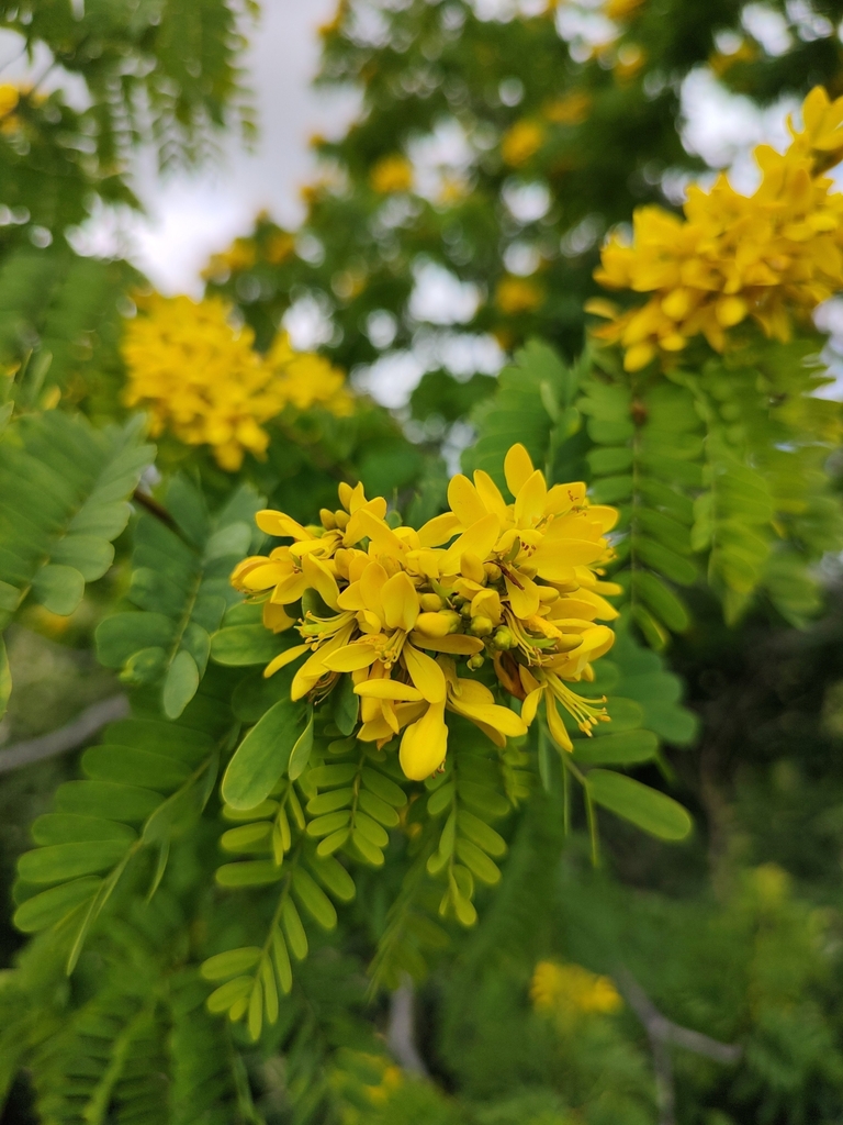 Poeppigia densiflora