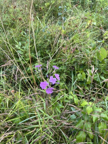 Smooth phlox (Phlox glaberrima)