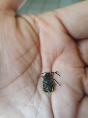 Monocesta ducalis