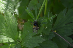 Volucella bombylans