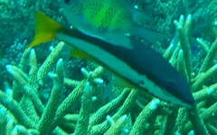 Lutjanus biguttatus