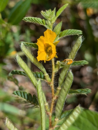 woodland sensitive pea (Chamaecrista calycioides)