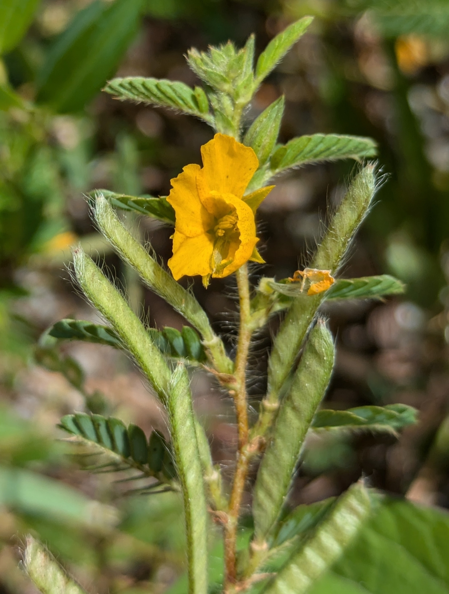 Chamaecrista calycioides