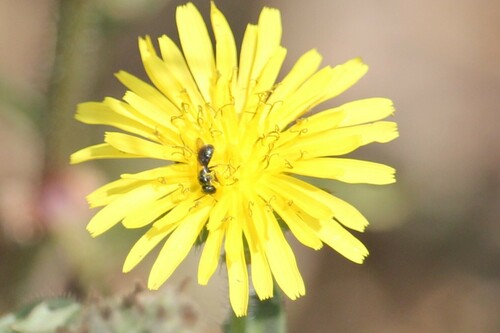 iNaturalist observation photo of Zadontomerus