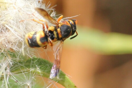 iNaturalist observation photo of Hidalgo Mason Wasp