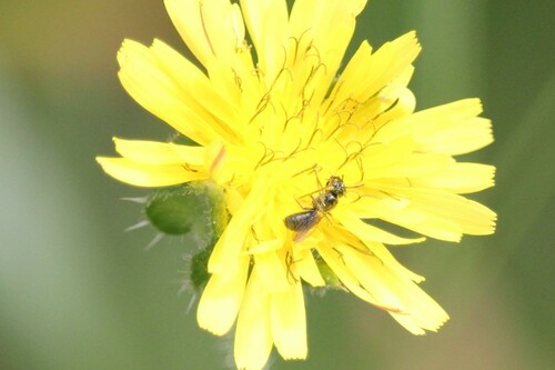 iNaturalist observation photo of Zadontomerus