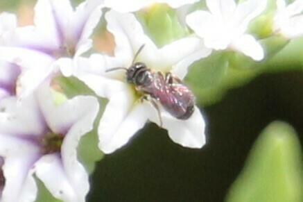 iNaturalist observation photo of Small Carpenter Bees