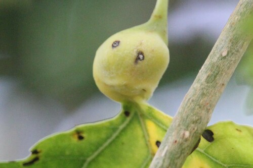 iNaturalist observation photo of Cherubic Poplar Petiole-gall Aphid