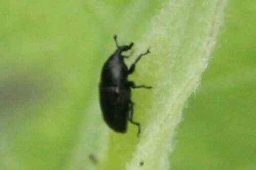 iNaturalist observation photo of Stem Miner Weevil