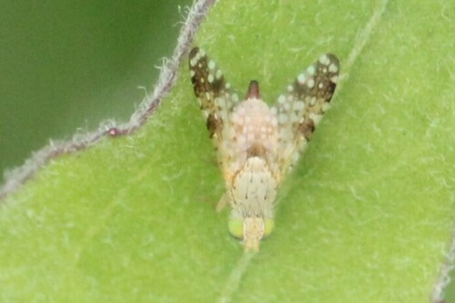 iNaturalist observation photo of Sourbush Seed Fly