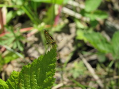 Carterocephalus mandan