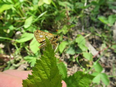 Carterocephalus mandan