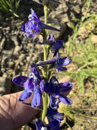 Image of Delphinium multiplex by no rights reserved