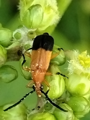 Megachoriolaus chemsaki
